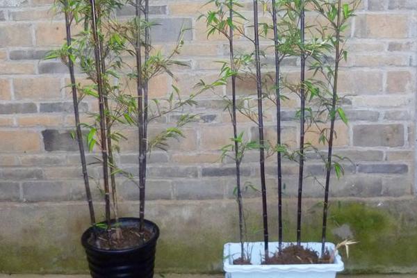 关于竹子种植问题！竹子盆栽怎么养 竹子盆栽养殖方法与注意事项