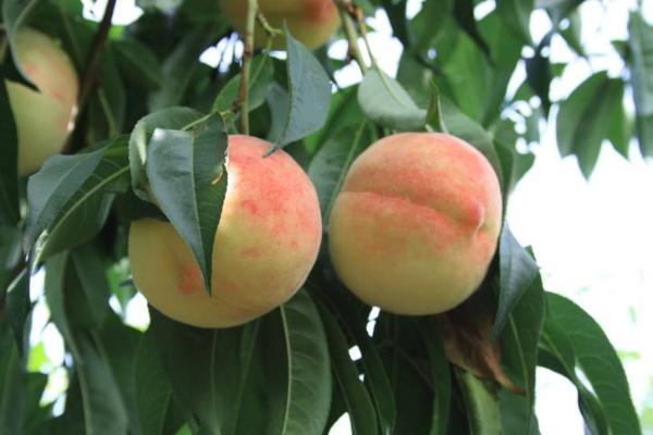 久保桃什么时候成熟 久保桃产地在哪里