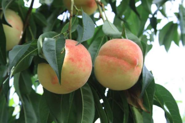 关于久保桃种植问题！久保桃亩产多少斤 久保桃种植技术与注意事项