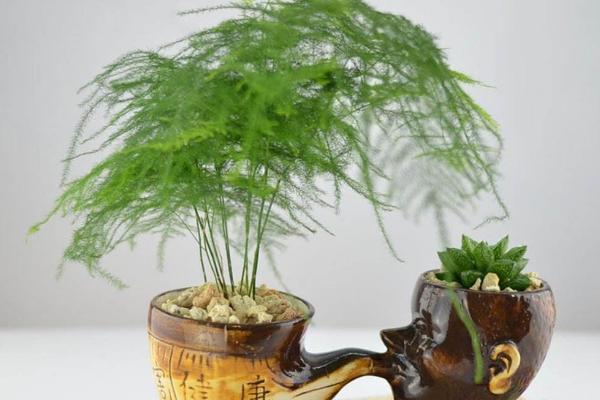 文竹怎么繁殖（扦插、播种） 文竹怎么养才能更旺盛