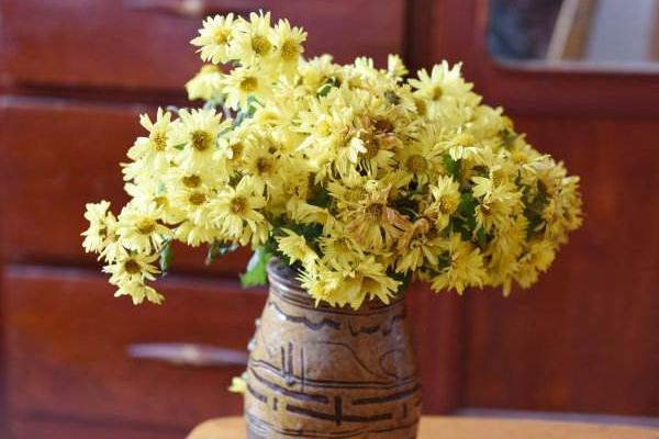 菊花怎么种 菊花种植方法与注意事项