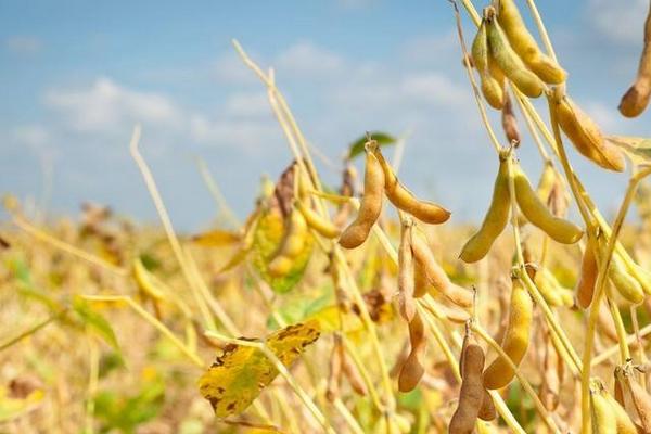 黄豆怎么种 黄豆种植技术与注意事项