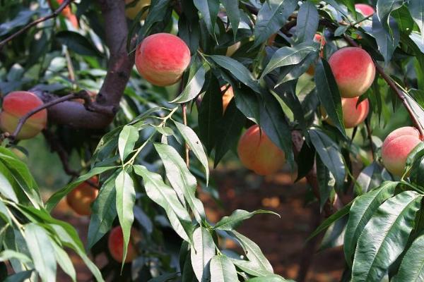 久保桃什么时候成熟 久保桃产地在哪里