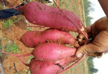 关于红薯种植问题！红薯什么时候开始种植？种植方法与注意事项！