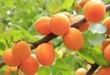 关于黄桃种植问题！黄桃怎么种？黄桃种植方法与注意事项！