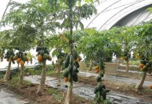 关于番木瓜种植问题！番木瓜怎么种？种植方法与注意事项！