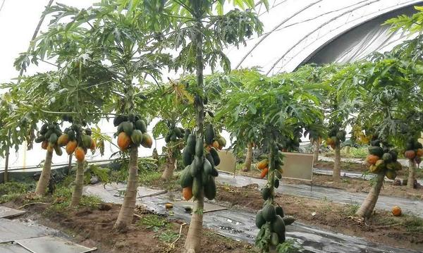 番木瓜怎么种 番木瓜种植方法与注意事项
