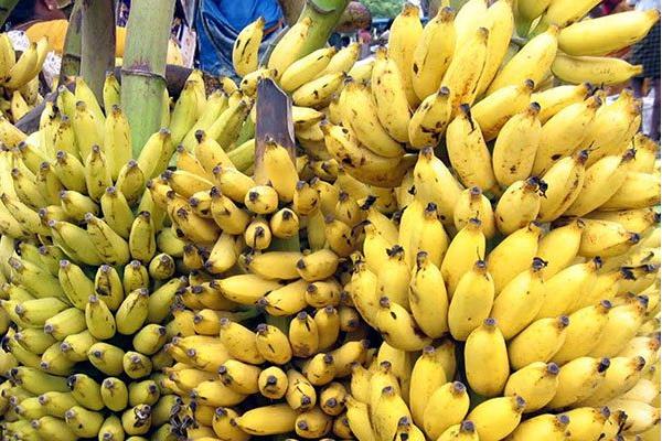 香蕉怎么种 香蕉种植方法与注意事项