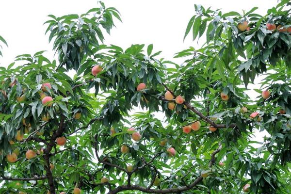 黄桃怎么种 黄桃种植方法与注意事项