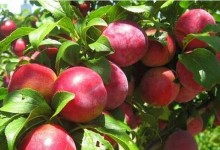 关于油桃种植问题！油桃怎么种？种植方法与注意事项！如何预防病虫害？