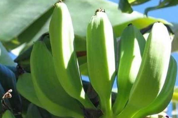 香蕉怎么种 香蕉种植方法与注意事项