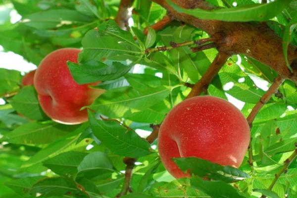 油桃怎么种 油桃种植方法与注意事项