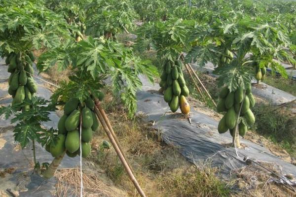 番木瓜怎么种 番木瓜种植方法与注意事项