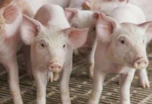 养猪的养殖问题！影响猪肉的品质，影响猪的肢体健康和生长速度！