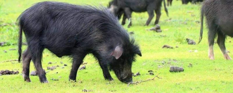 藏香猪的养殖问题！藏香猪养殖利润高为什么没人养