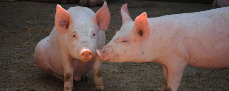 养猪的养殖问题！养猪风险到底有多高？附未来养猪行业分析