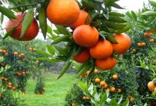 关于橘子种植问题！橘子树怎么种？种植方法与注意事项！