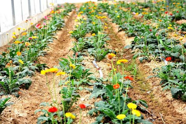 非洲菊种子怎么发芽 非洲菊种子种植方法与注意事项