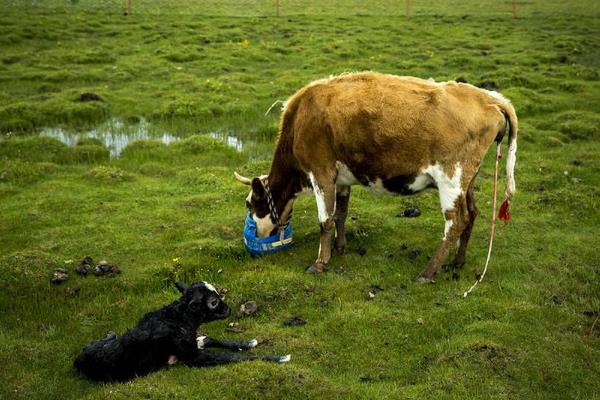 新生牛犊最佳吃奶时间，呛着了咳嗽怎么办？