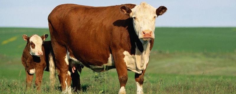 肉牛的养殖问题！养肉牛的利润与成本是多少？附养殖利润分析