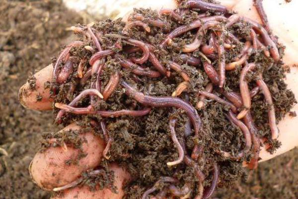 蚯蚓怎么养殖方法，用什么土