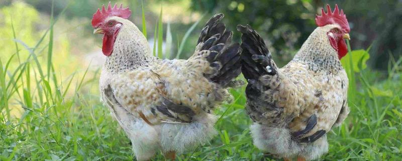 土鸡的养殖问题！土鸡养殖成本要多少呢？养一百只土鸡利润多少？