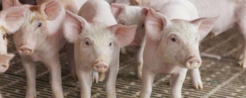 养猪的养殖问题！养300头猪一年收入，需投资多少钱，要多大面积？