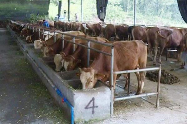 现在养牛挣钱吗？养十头牛需要投资多少？