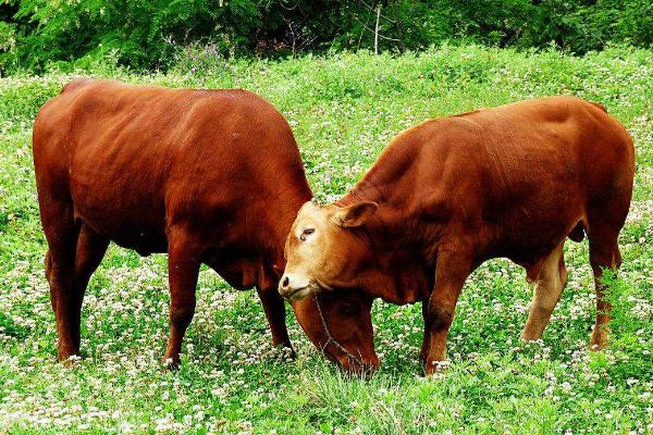 养肉牛的利润与成本是多少？附养殖利润分析