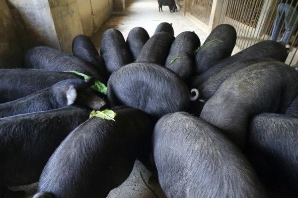 猪圈地面不用打水泥的原因