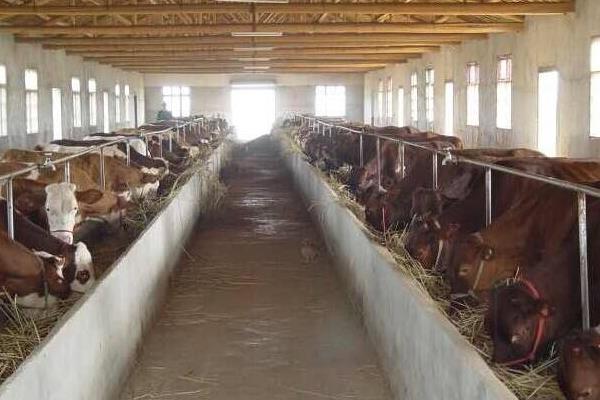 养肉牛的利润与成本是多少？附养殖利润分析
