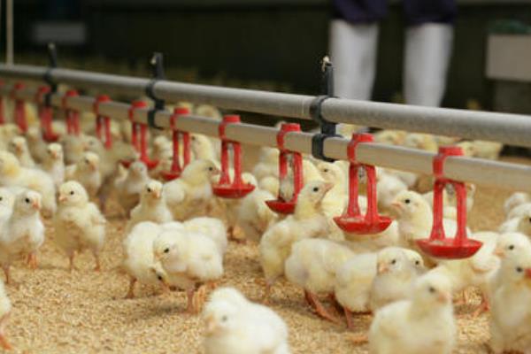 养肉鸡的利润与成本及风险分析