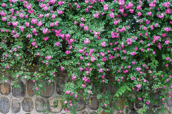 蔷薇花怎么牵引爬墙 蔷薇花几年能爬满墙