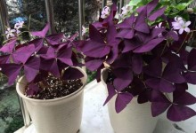 关于紫叶酢浆草种植问题！紫叶酢浆草怎么养？养殖方法与注意事项！