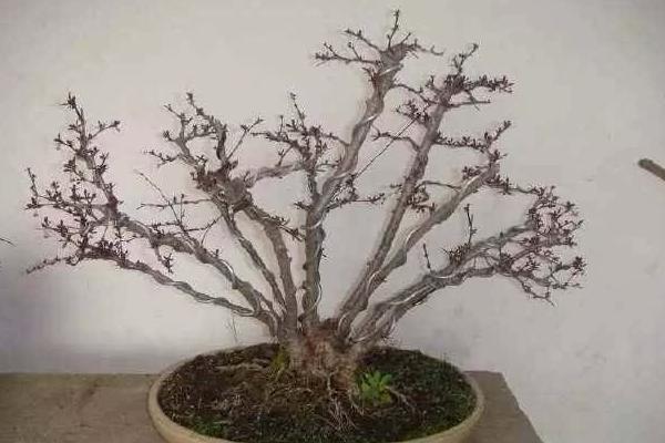 紫叶小檗盆景怎么制作 紫叶小檗盆栽养殖方法与注意事项