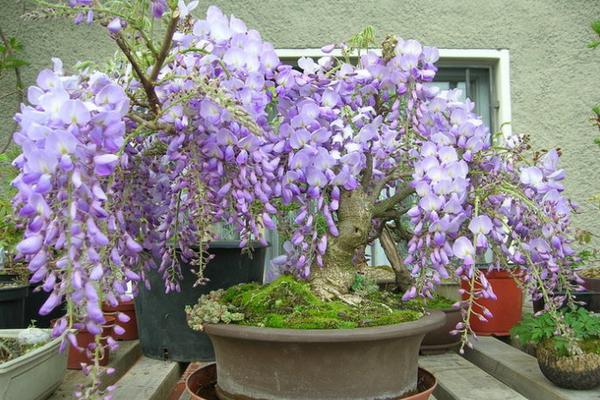 紫藤花盆景怎么养 盆栽紫藤花养殖方法与注意事项