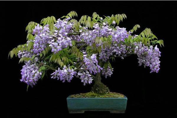 紫藤花盆景怎么养 盆栽紫藤花养殖方法与注意事项