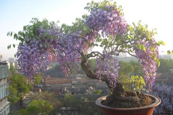 紫藤盆景怎么制作 紫藤盆栽怎么造型好看