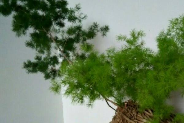 关于蓬莱松种植问题！蓬莱松盆景怎么制作  盆栽蓬莱松怎么造型好看