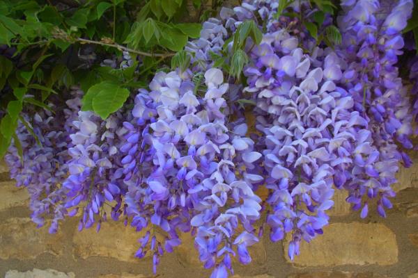 关于紫藤种植问题！紫藤盆景怎么制作 紫藤盆栽怎么造型好看