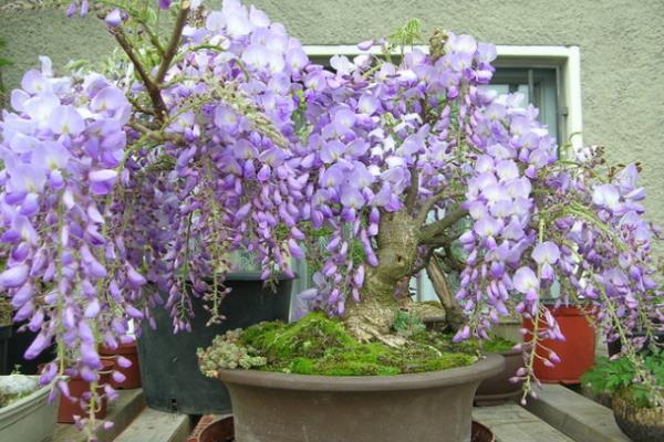 紫藤盆景怎么制作 紫藤盆栽怎么造型好看