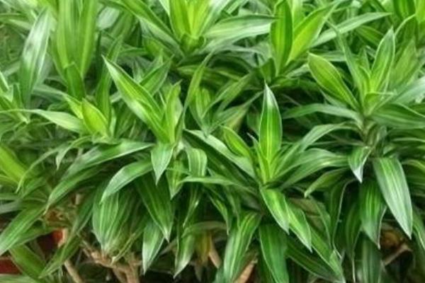 百合竹种植问题！百合竹怎么养 百合竹养殖方法与注意事项