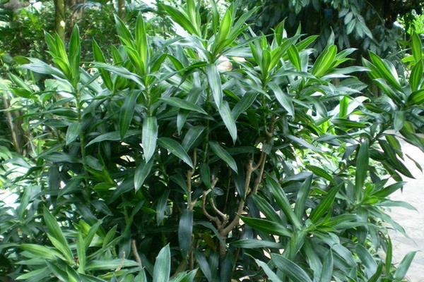 百合竹种植问题！百合竹怎么修剪枝叶好看 百合竹繁殖方法