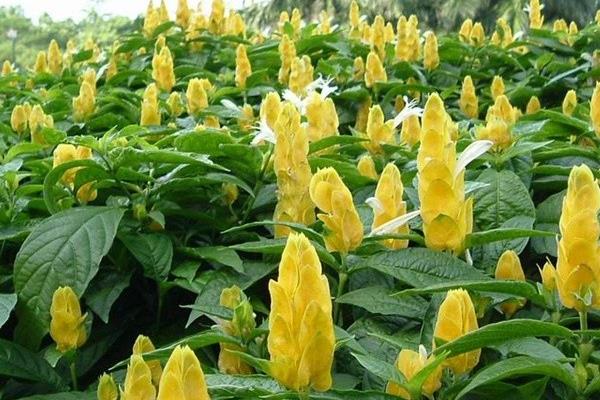 金苞花种植问题！金苞花怎么修剪枝叶 金苞花繁殖方法