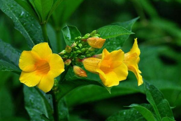 黄蝉花种植问题！黄蝉花怎么养 黄蝉花养殖方法与注意事项