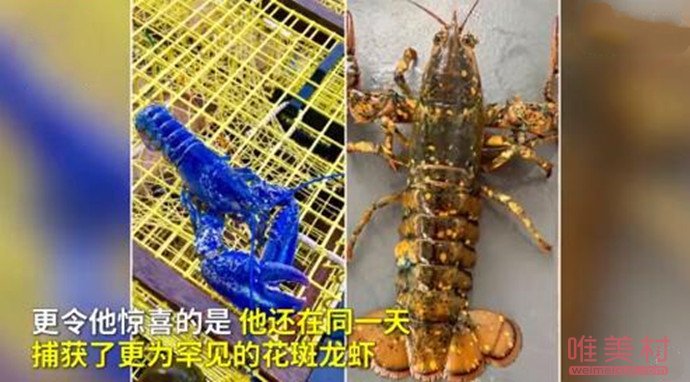 渔民捕获罕见彩色龙虾怎么回事 现场画面曝光令人震惊
