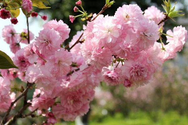 樱花树扦插繁殖方法 樱花怎么嫁接