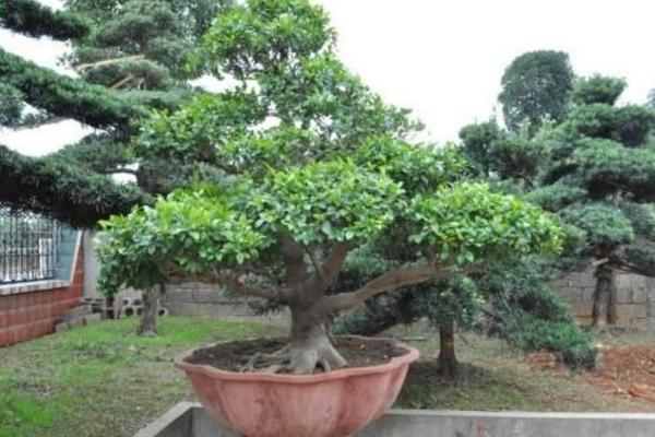 含笑树怎么施肥 含笑树繁殖的方法