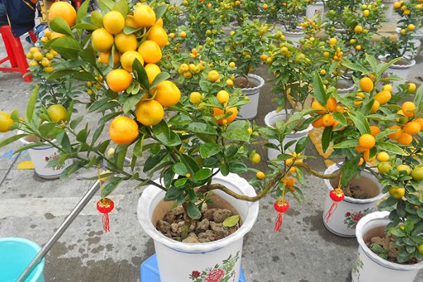 金桔树盆栽养殖方法 金桔栽培施什么肥