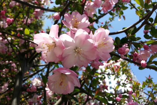 樱花树扦插繁殖方法 樱花怎么嫁接